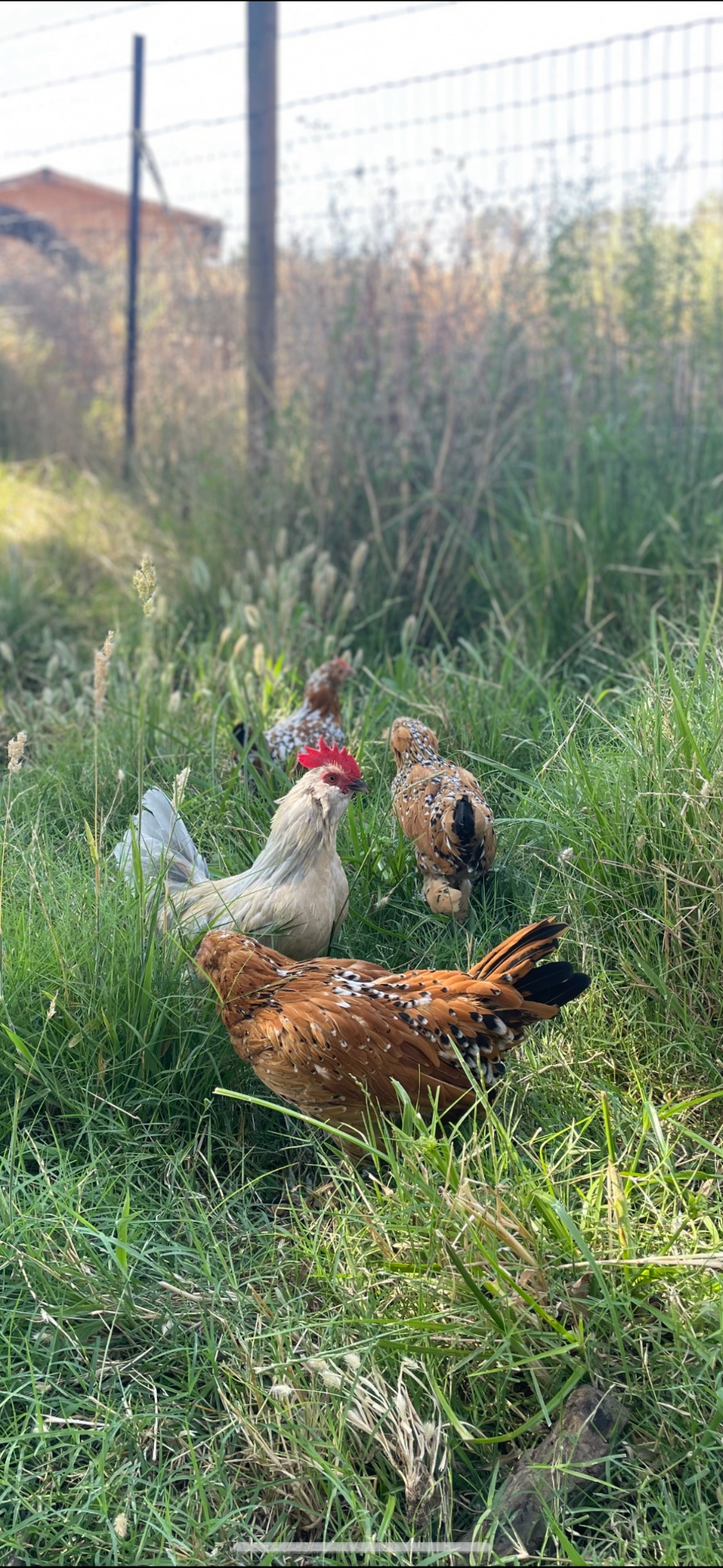 Five Little Chicks bantam chickens exploring the grass